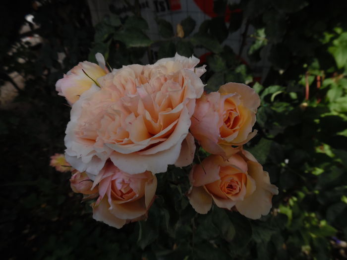 105 - Dominique Massad  Froufroutante Jackie