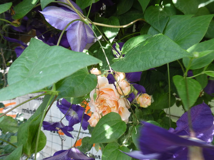 107 - Dominique Massad  Froufroutante Jackie