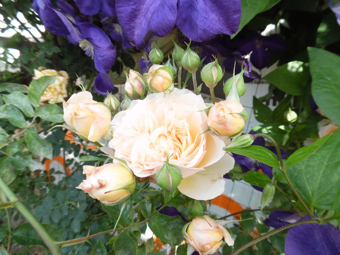 108 - Dominique Massad  Froufroutante Jackie