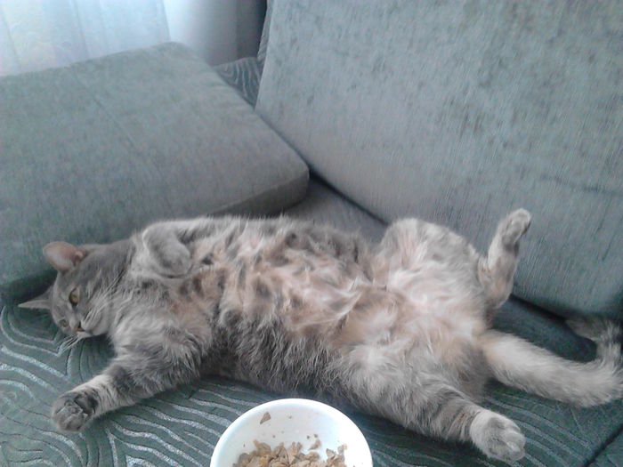 22.02.2015; "DOLCE VITTA" PISICEASCA. KITZ INTRE TREZIRE SI MEDITATIE..
