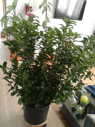 04.07.2015; INAINTE DE PLANTARE IN GRADINA.

