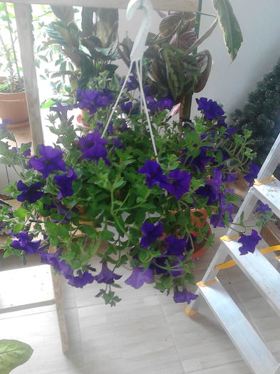 PETUNIA