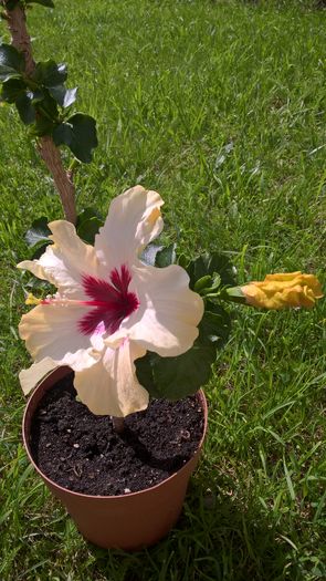 WP_20160622_10_22_14_Pro - Hibiscus Boreas White