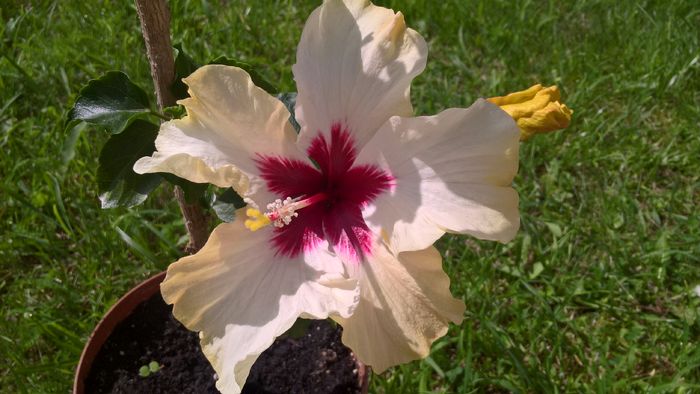 WP_20160622_10_22_23_Pro - Hibiscus Boreas White