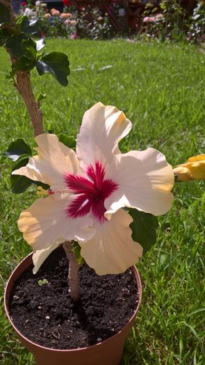 WP_20160622_10_22_39_Pro - Hibiscus Boreas White