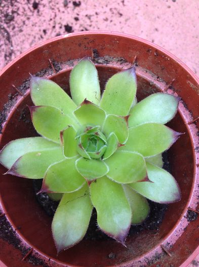 Sempervivum - Suculente