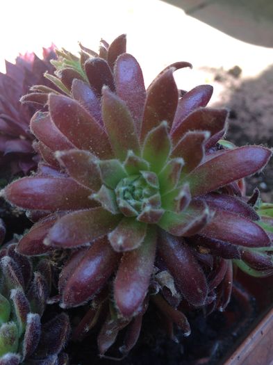 Sempervivum