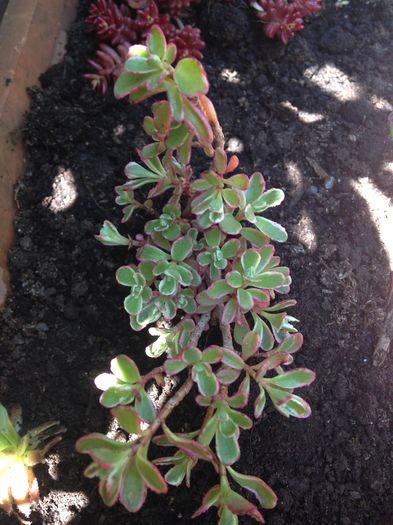 Sedum Tricolor