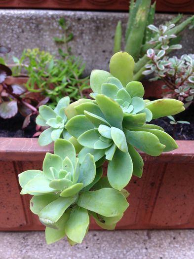 Sedum Palmeri