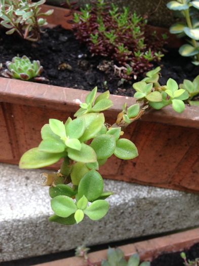 Aptenia Cordifolia - Suculente