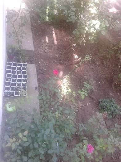 20160622_120949 - Refacerea gradinitei din fata blocului  dupa o luna de absenta am gasit gradinita fara flori dar ace