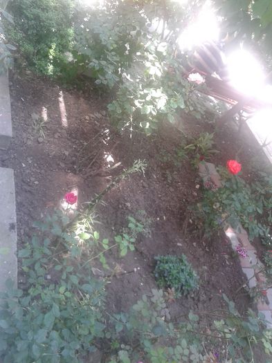 20160622_120941 - Refacerea gradinitei din fata blocului  dupa o luna de absenta am gasit gradinita fara flori dar ace