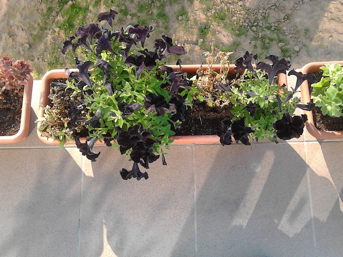 PETUNIA "BLACK MAMBA"; PREFERATA MEA INTRE PETUNII.
