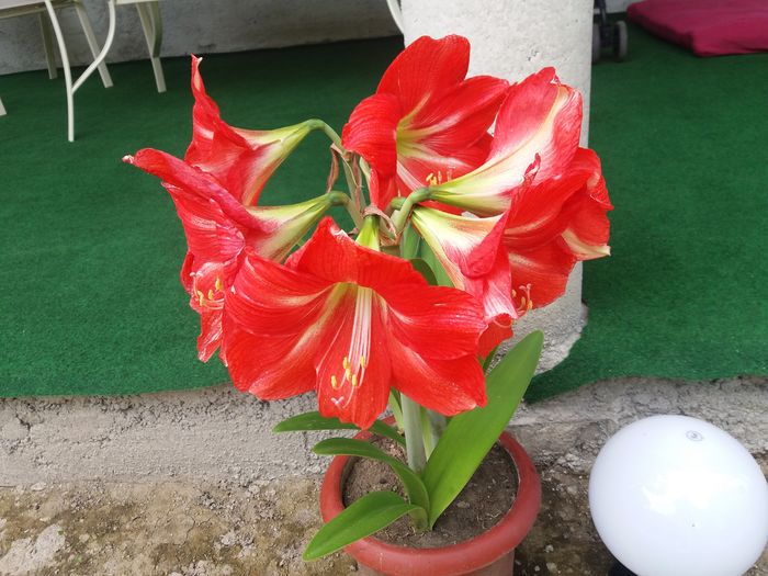 20160622_123822 - de prin jardiniere