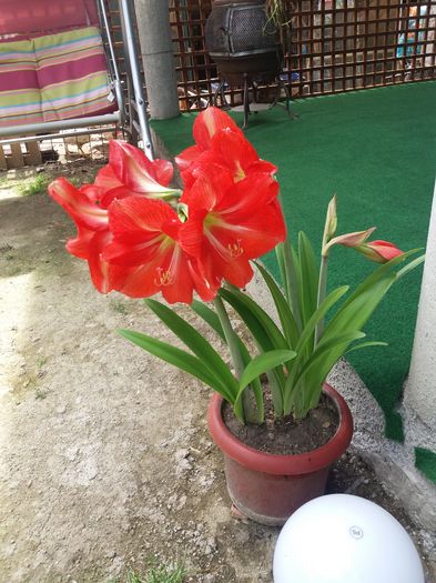 20160622_123813 - de prin jardiniere