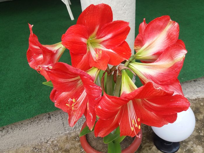 20160622_123843 - de prin jardiniere