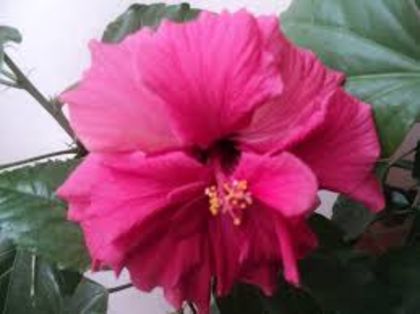 floare Classic Rosa - hibiscus