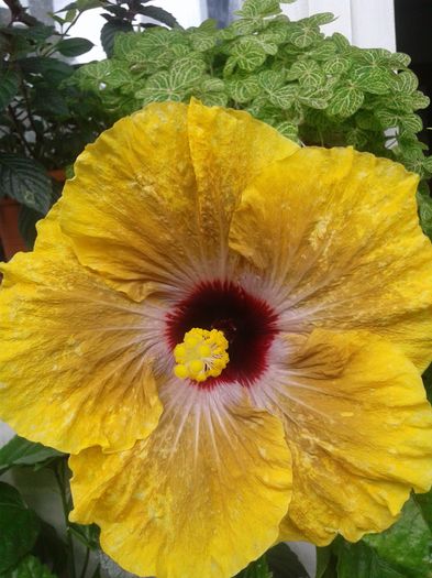  - Hibiscus Tahitian Dragon