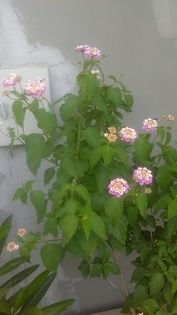 13511402_1145828095479556_548463412_n - lantana