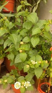 13522630_1145828485479517_1694632318_n - lantana