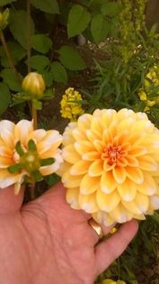 13474294_1142179462511086_1399175903_n - Vara 2014-2017