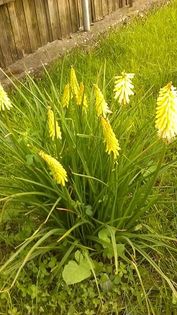 13479748_1142179419177757_2134168248_n (1) - Vara 2014-2017