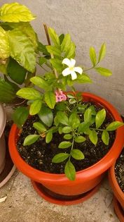 13480431_1145828518812847_235919527_n - Vara 2014-2017