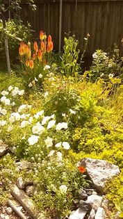 13510563_1145828748812824_929096648_n - Vara 2014-2017