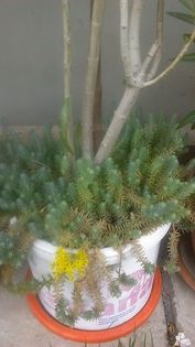 13515413_1145828068812892_541035201_n - Vara 2014-2017