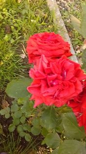 13521615_1145829752146057_343583043_n - Vara 2014-2017