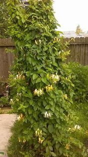 13479667_1142179239177775_607686253_n - Vara 2014-2017