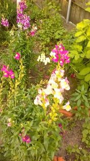 13457547_1142179425844423_267189594_n - Vara 2014-2017