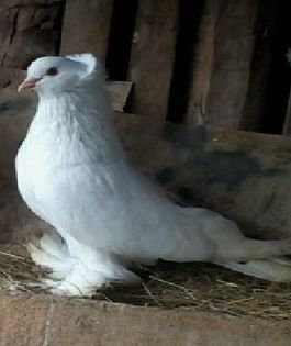 femela - Porumbei mei