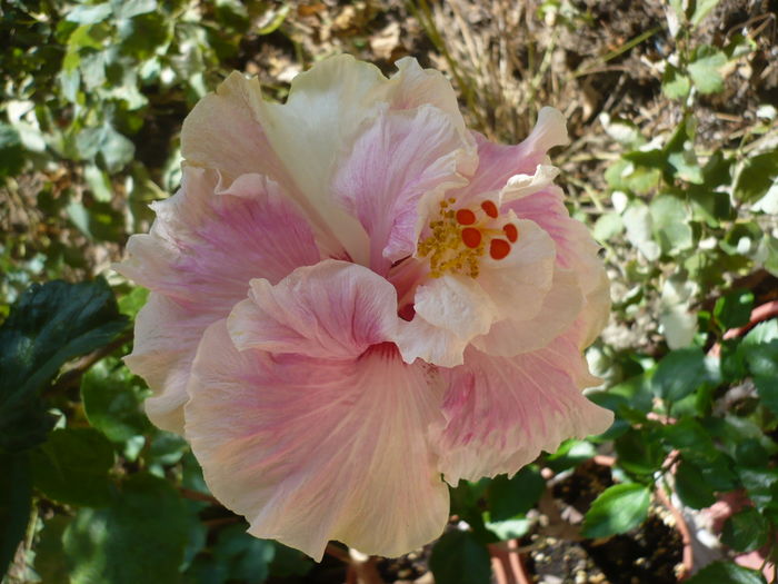 22.06.2016 - HIBISCUSI 2016-2