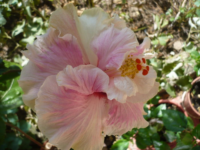 P1270525 - HIBISCUSI 2016-2