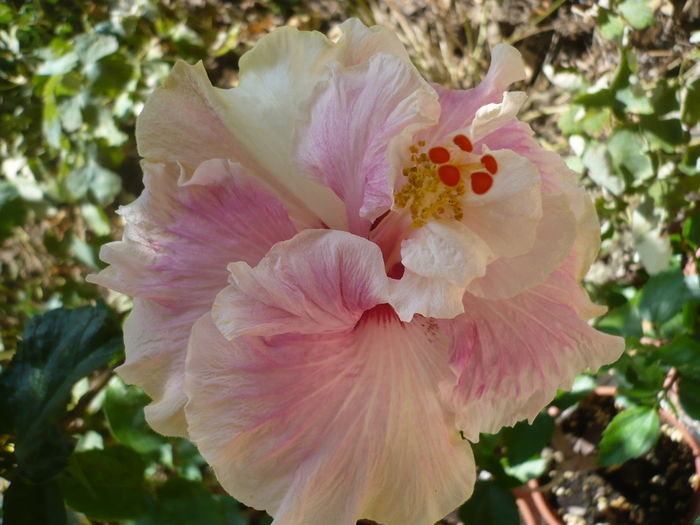 P1270526 - HIBISCUSI 2016-2