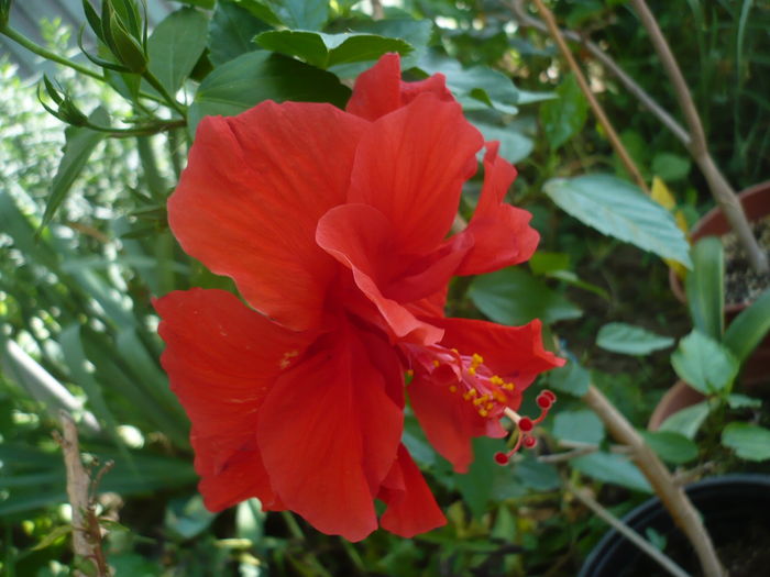 P1270518 - HIBISCUSI 2016-2