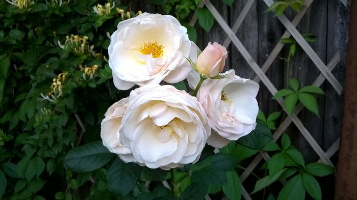 WP_20160620_031 - Uetersener Closterrose