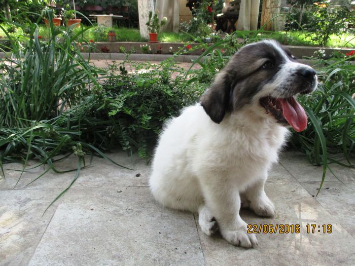 Ciobanesc de Bucovina - My Dog