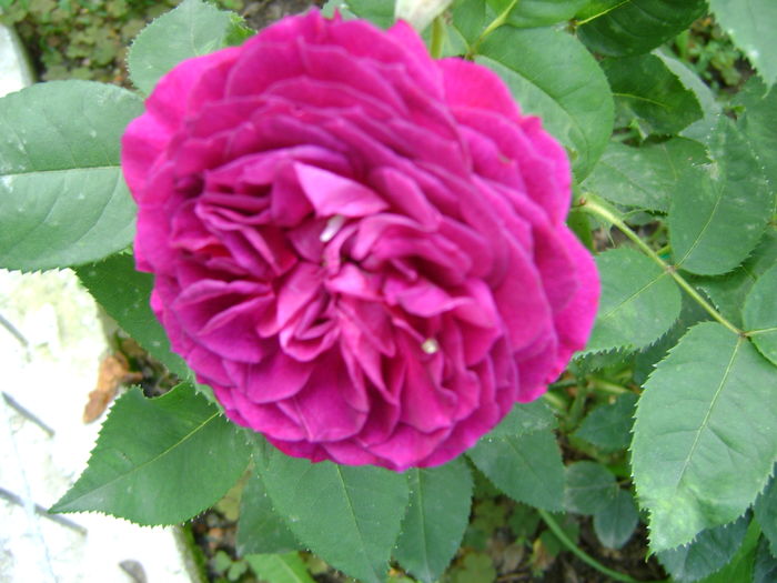 DSC02864 - 0 Flori primavara - vara 2016