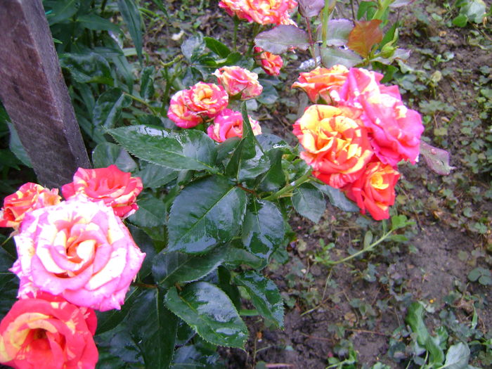 DSC02884