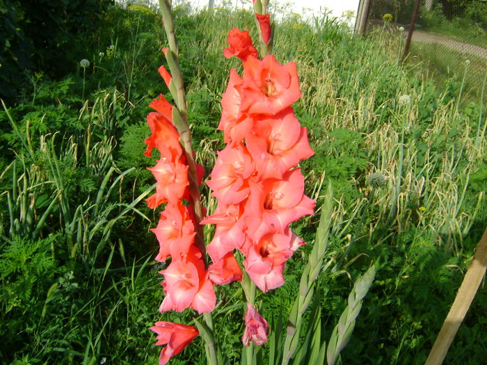 DSC02898 - 0 Gladiole si alte flori-