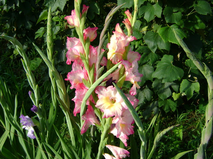 DSC02900 - 0 Gladiole si alte flori-