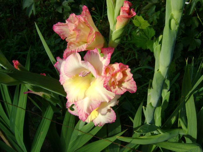 DSC02901 - 0 Gladiole si alte flori-