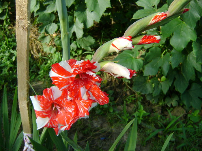 DSC02905 - 0 Gladiole si alte flori-