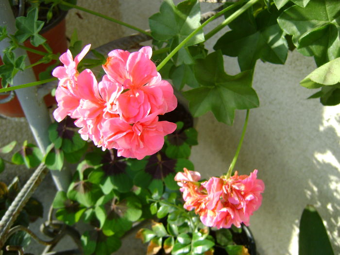 DSC02915 - 0 Gladiole si alte flori-