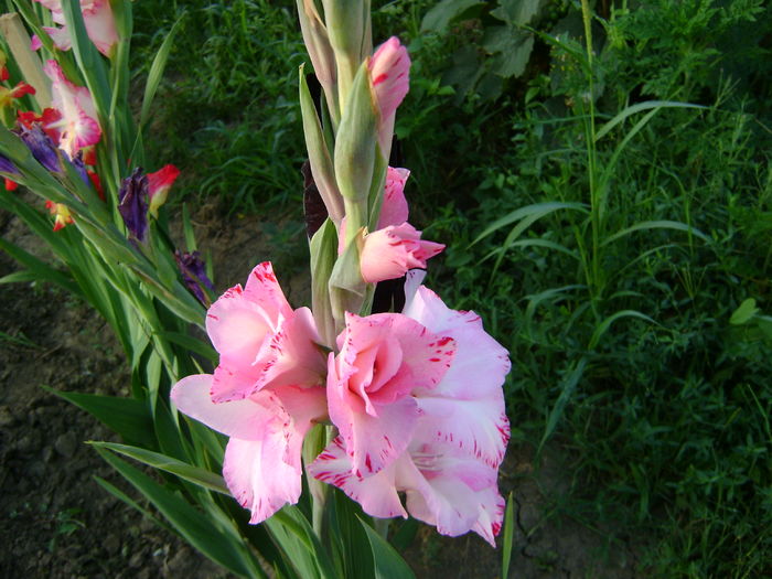 DSC02922 - 0 Gladiole si alte flori-