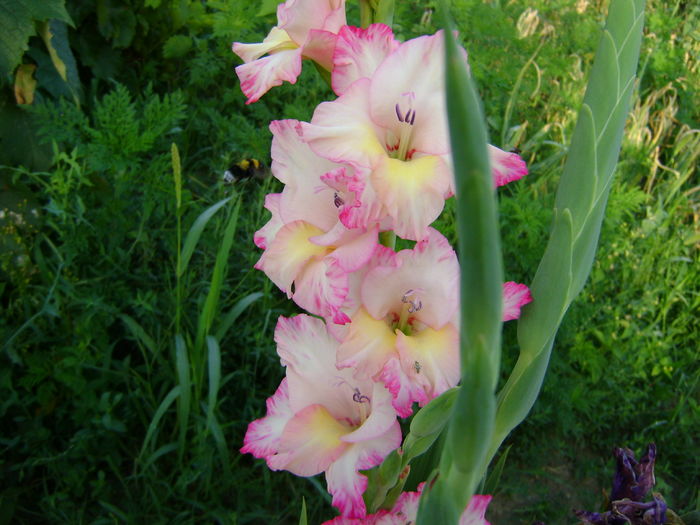DSC02925 - 0 Gladiole si alte flori-