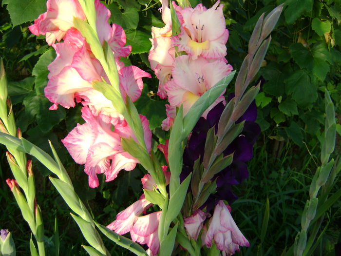 DSC02928 - 0 Gladiole si alte flori-