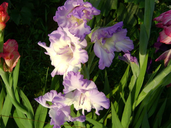 DSC02929 - 0 Gladiole si alte flori-